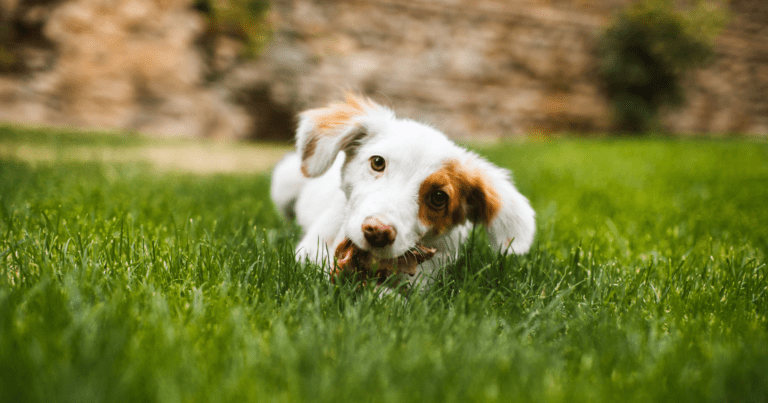 Perchè il cane mangia l'erba?