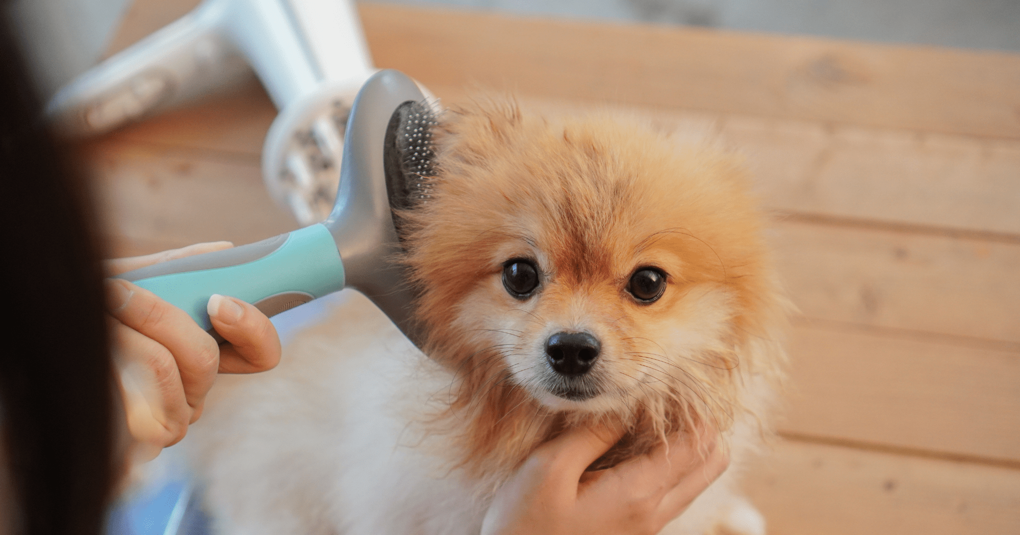 Consigli sulla spazzola per cani