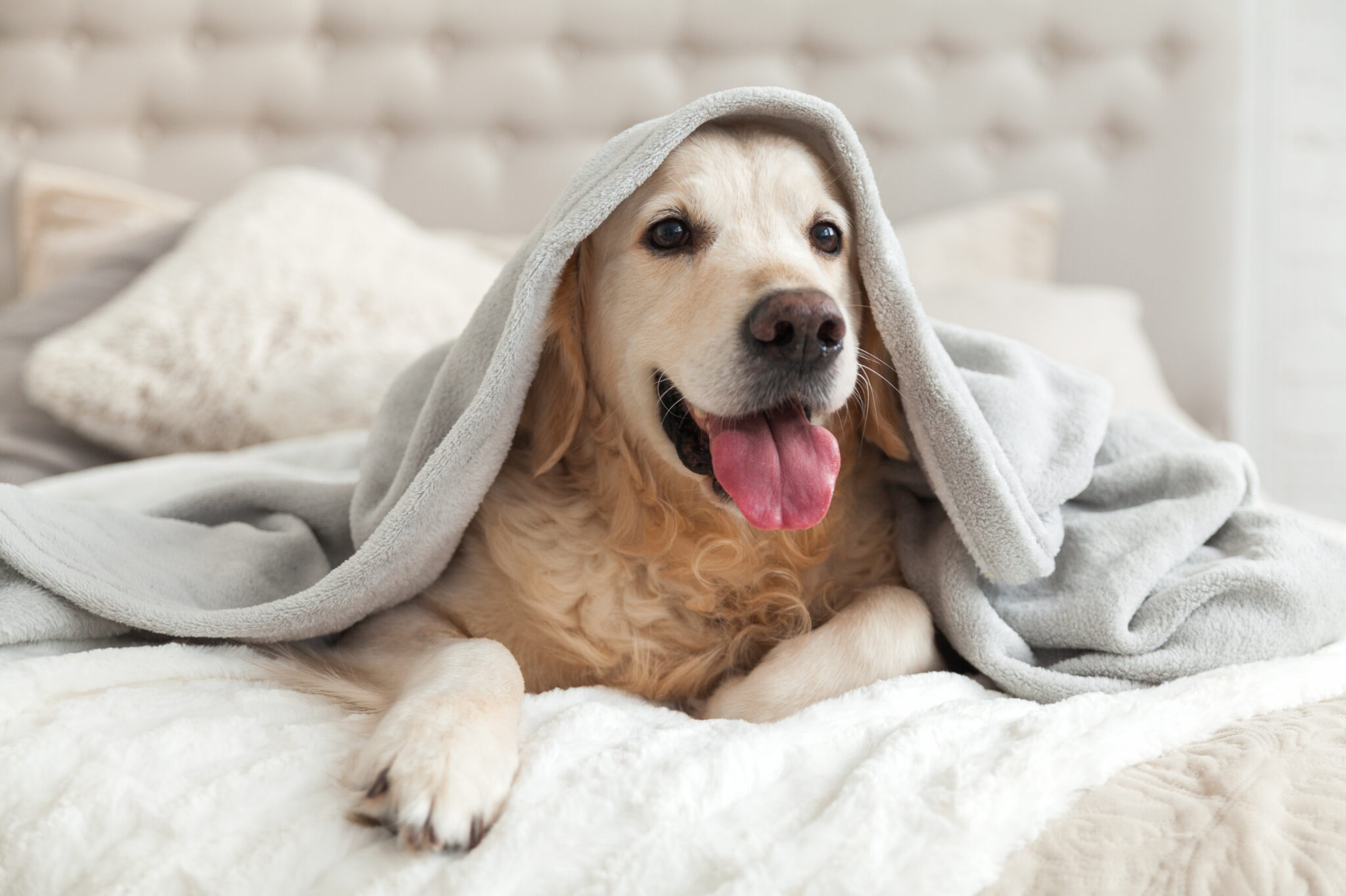 Calore del cane: quanto dura e cosa fare - ArcaMagazine