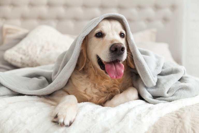 Cane in calore che mostra segnali comportamentali