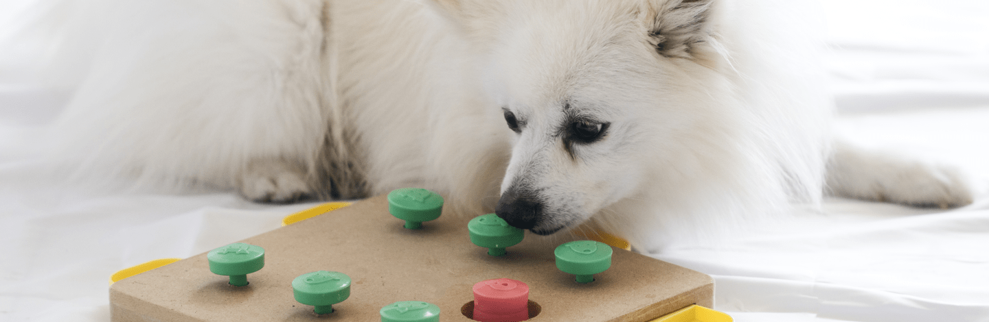 Consigli sui giochi di attivazione mentale per cani