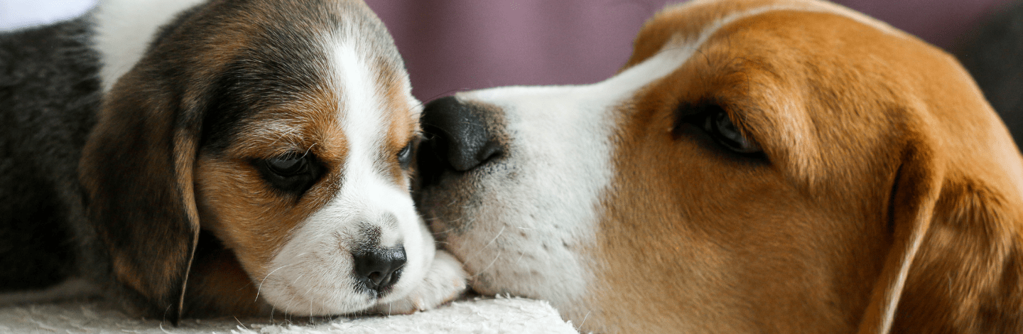 cane beagle caratteristiche