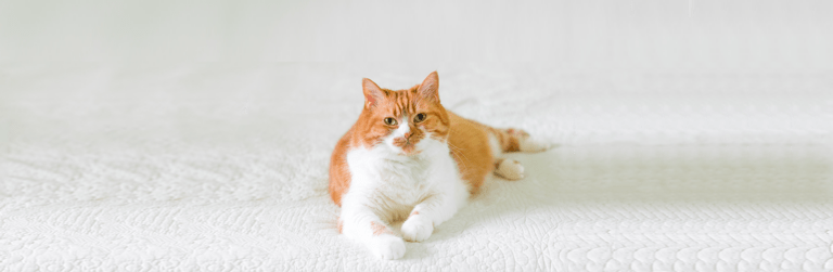 Gatto obeso copertina articolo blog Arcaplanet sull'obesità nel gatto