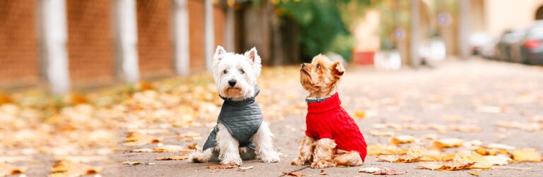 Abbigliamento autunno-inverno per il cane: consigli utili