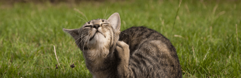 gatto che si gratta a causa degli acari