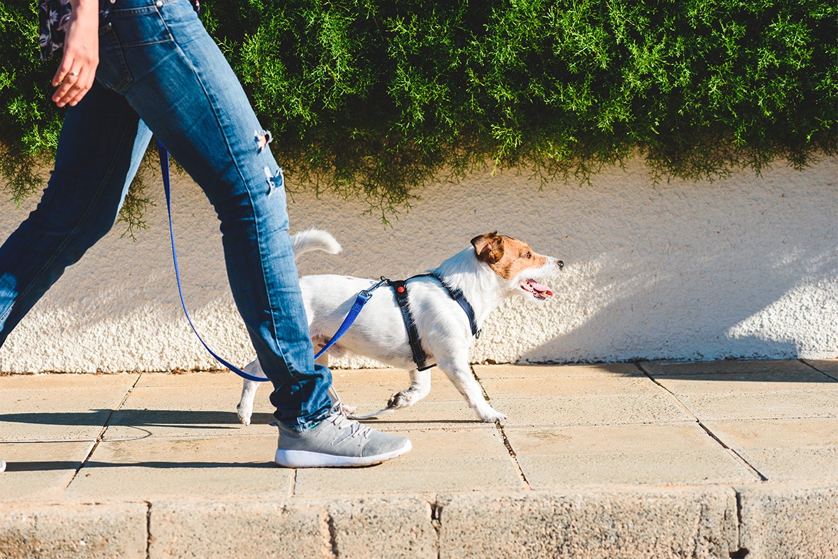 Tipologie di guinzagli per cani: i migliori modelli per la passeggiata