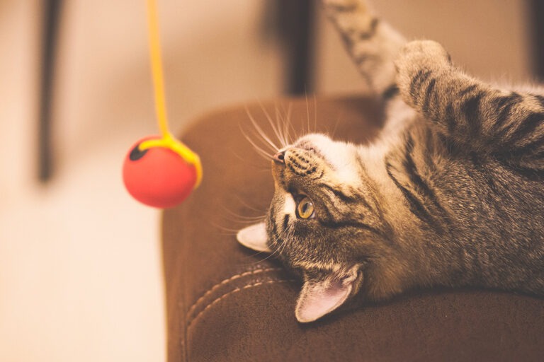 Gatto gioca con pallina attaccata a un filo copertina articolo blog Arcaplanet sui giochi da fare in casa con il gatto