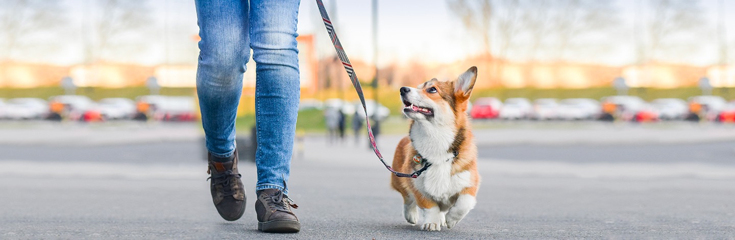 Quali sono gli accessori indispensabili per la passeggiata con il tuo pet?