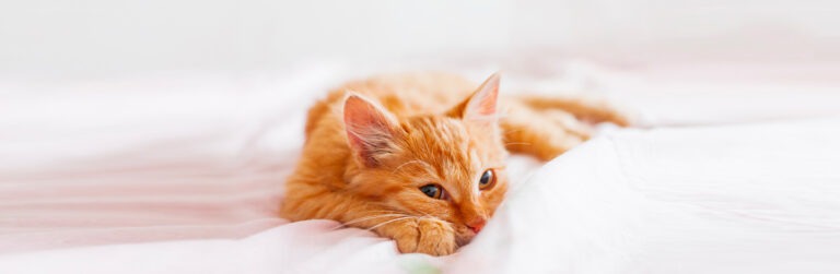 Gestire l'ansia da abbandono nei gatti: consigli utili