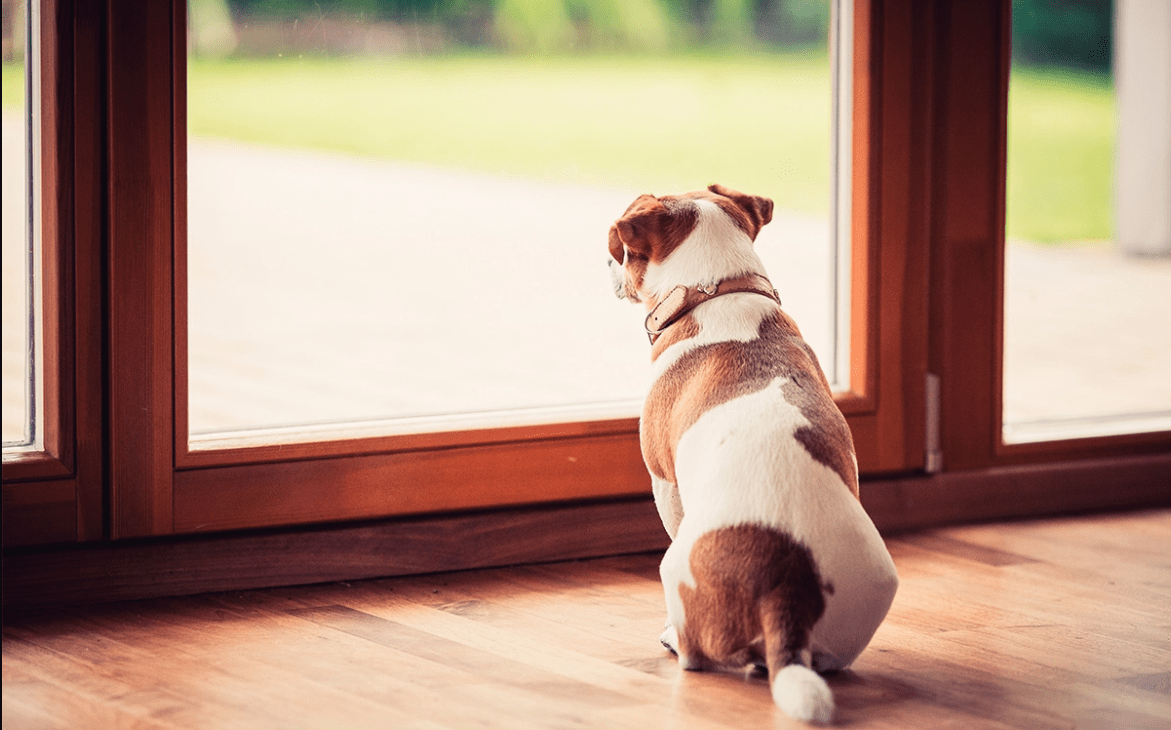 Come gestire l'ansia da separazione nel cane