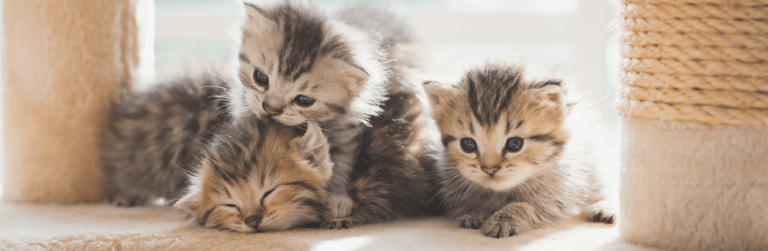 Gattini appena nati: tutto quello che c'è da sapere
