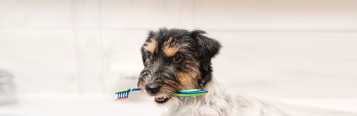Come effettuare una corretta pulizia dei denti del cane?