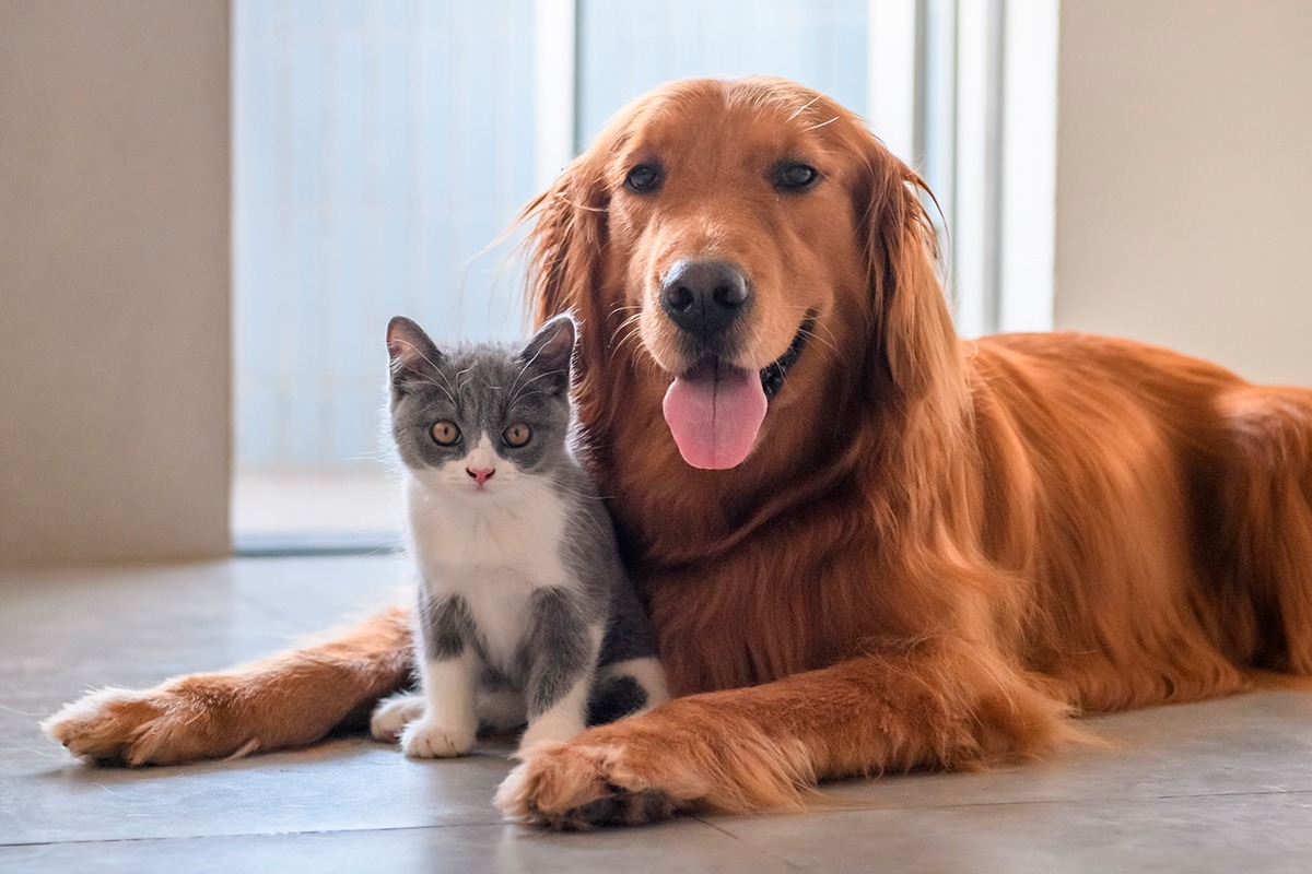 Convivenza tra cane e gatto: cosa sapere