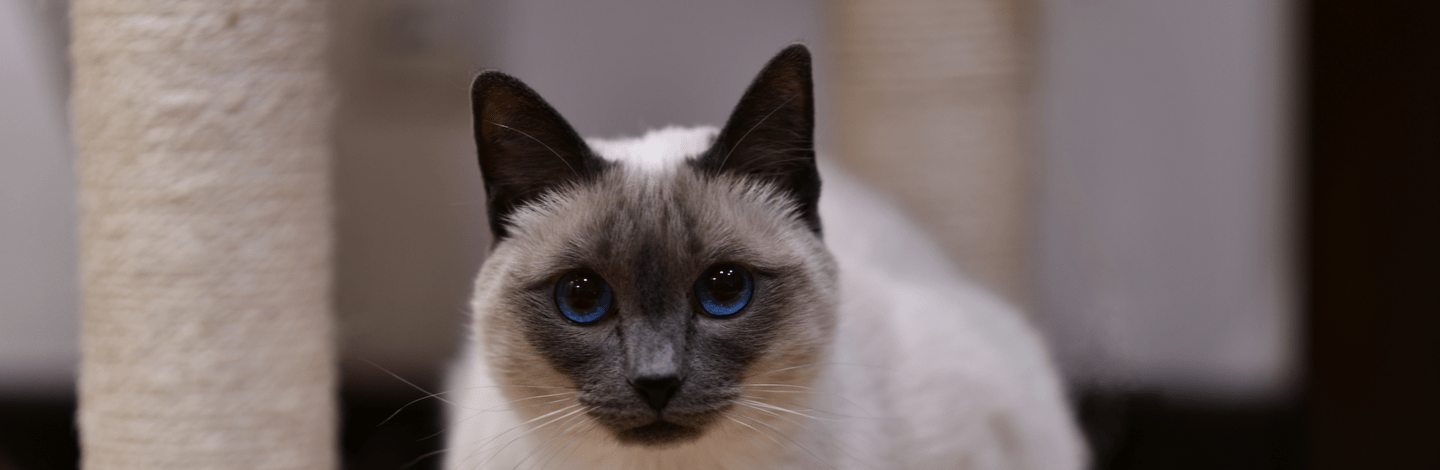 Cosa sapere sul Gatto Siamese