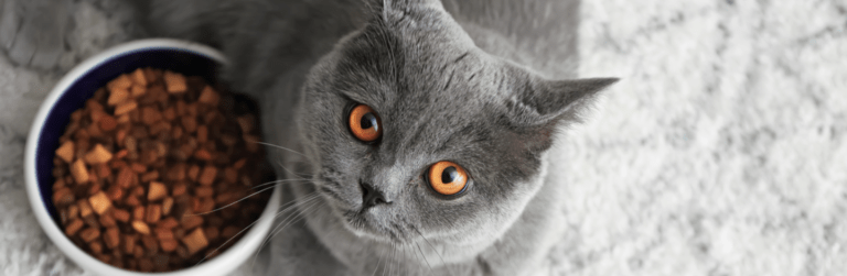 Ciotole per gatti: cosa sapere?