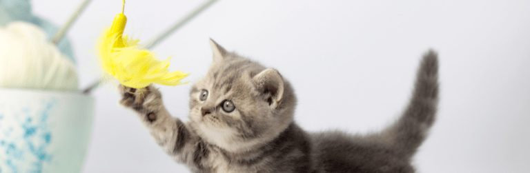 Giochi per gatti: tutto quello che c'è da sapere