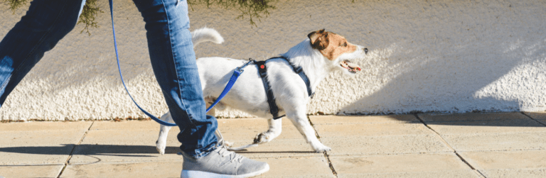 Migliori guinzagli per cani per la passeggiata con Fido