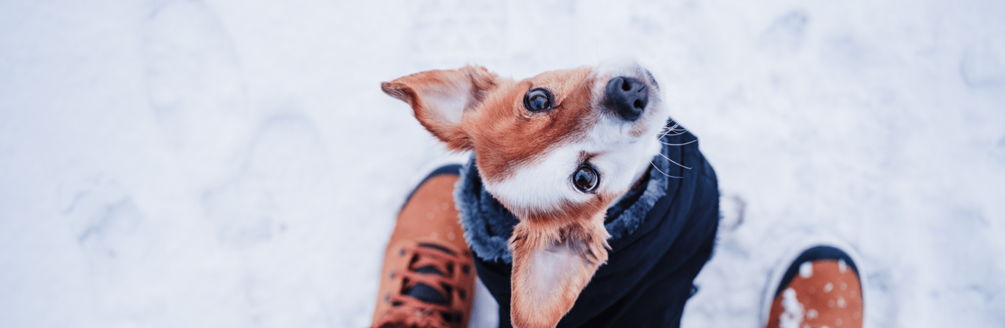 Impermeabili e maglioni per cani: tutto ciò che c'è da sapere