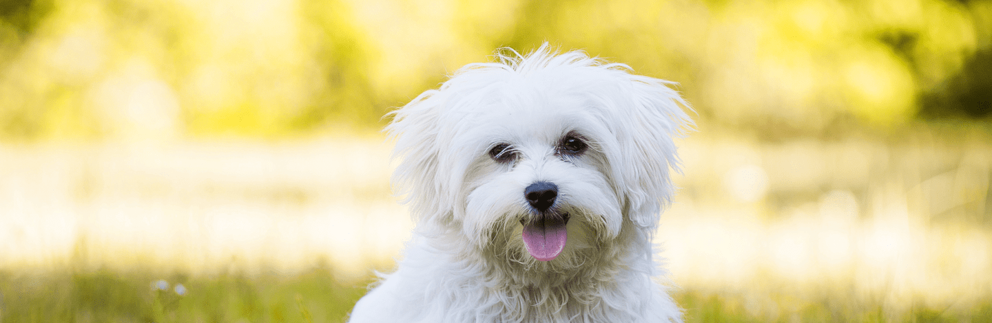 Cane maltese: tutto quello che c'è da sapere
