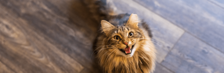 Il miagolio del gatto: tutto quello che c'è da sapere