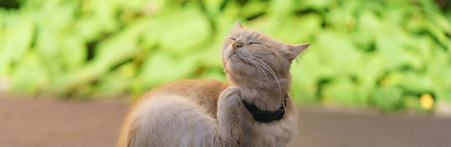 Migliori antiparassitari per gatti: tutto quello che c'è da sapere