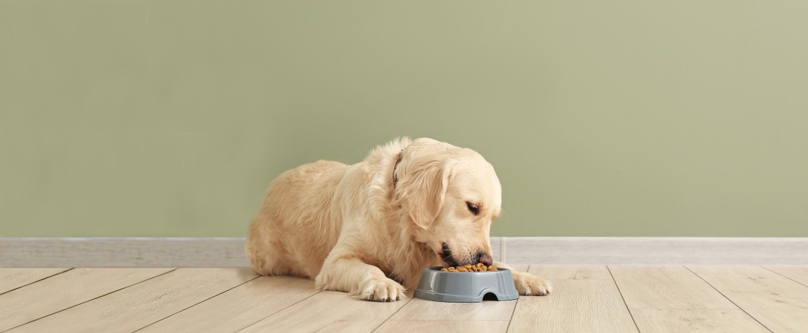 Cane mangia croccantini copertina articolo blog Arcaplanet sulle migliori crocchette per cani