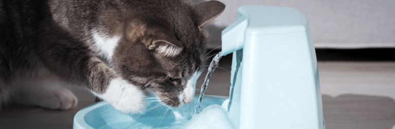 Gatto beve dalla fontanella copertina articolo blog Arcaplanet sulle migliori fontanelle per gatti