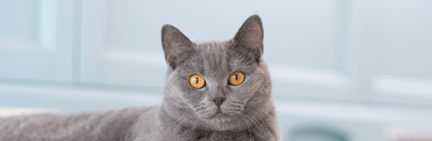 Il gatto British Shortair: cosa sapere