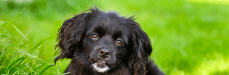 Leishmaniosi nel cane: diagnosi, cura e prevenzione