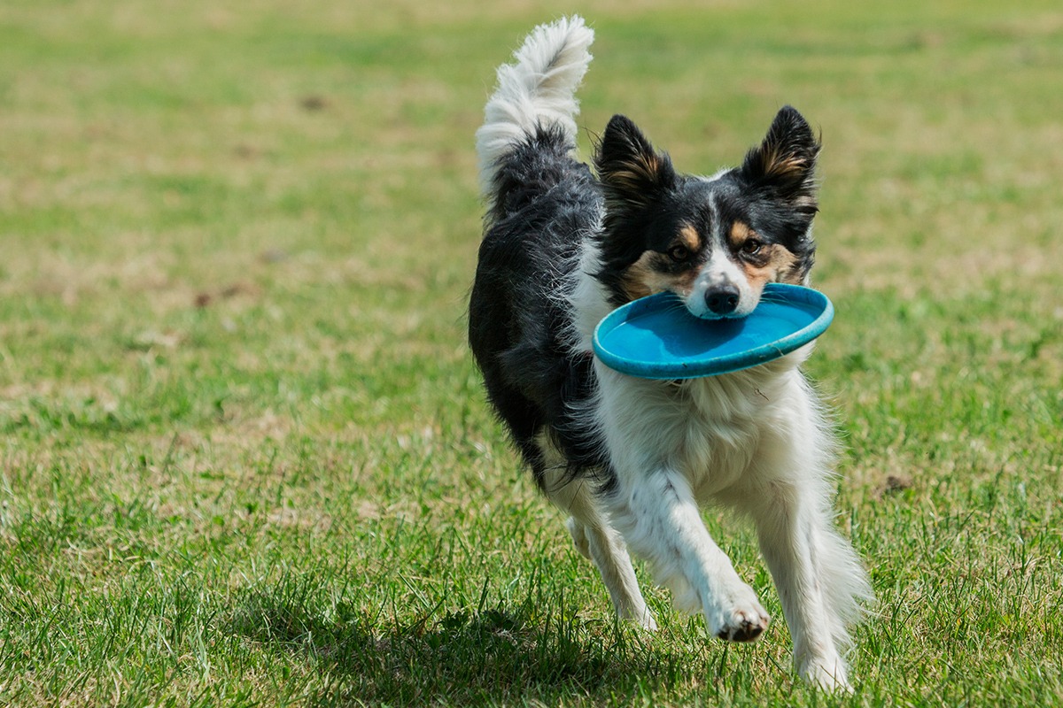 Sport con il cane: consigli utili sulle migliori attività da fare all'aperto con Fido