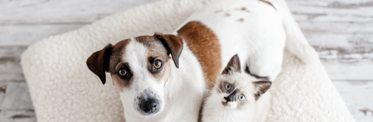 Tappetino autoriscaldante per cani e gatti: tutto quello che c'è da sapere