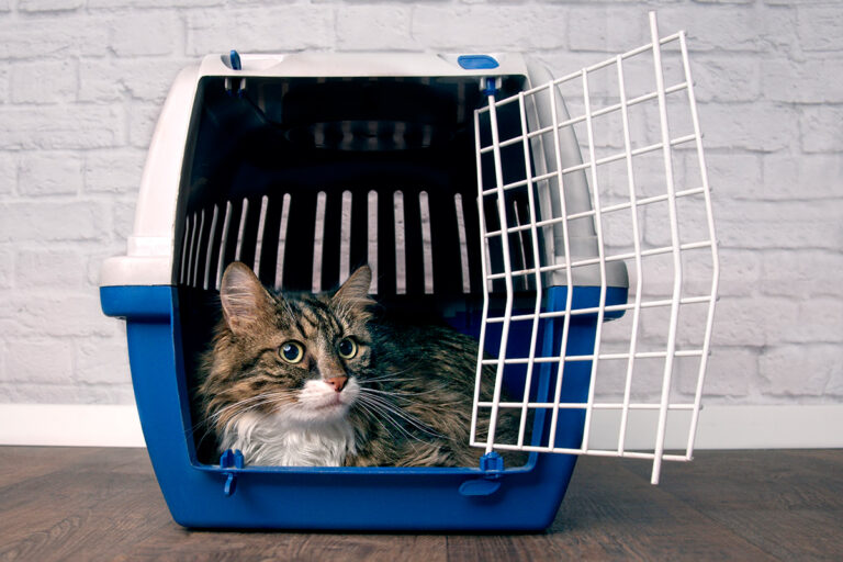 Come abituare il gatto al trasportino?