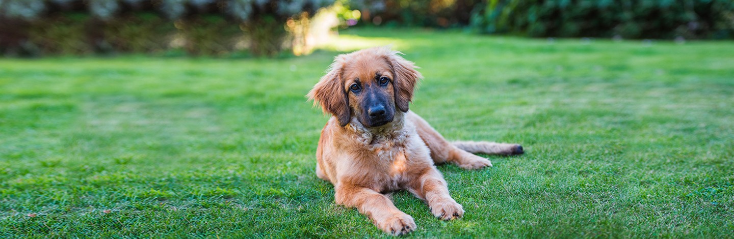 La Giardia nei cani: quali sono le cause e i sintomi e come gestirla?