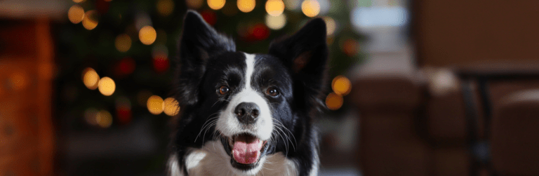 Cane felice per l'arrivo del Natale copertina articolo blog Arcaplanet sul Natale con il cane