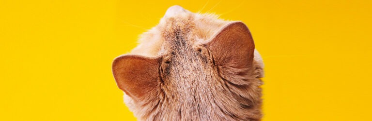 Consigli su come pulire le orecchie dei pet