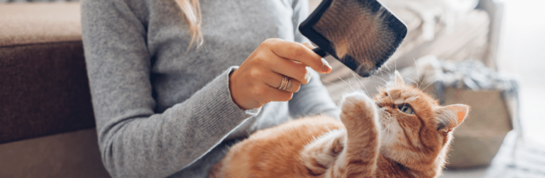 Migliori spazzole per gatti: quali scegliere