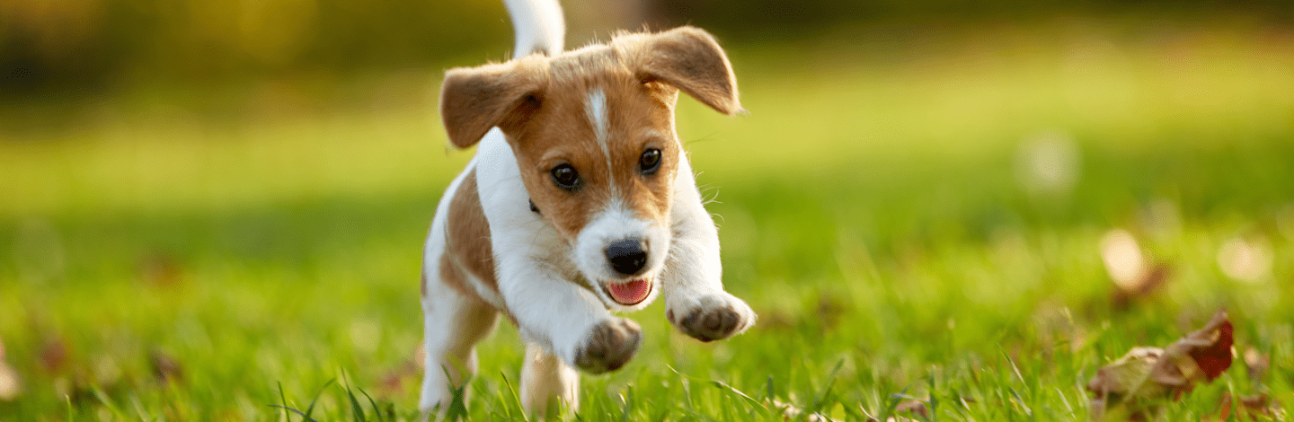 Cosa sapere sui cani attivi e vivaci