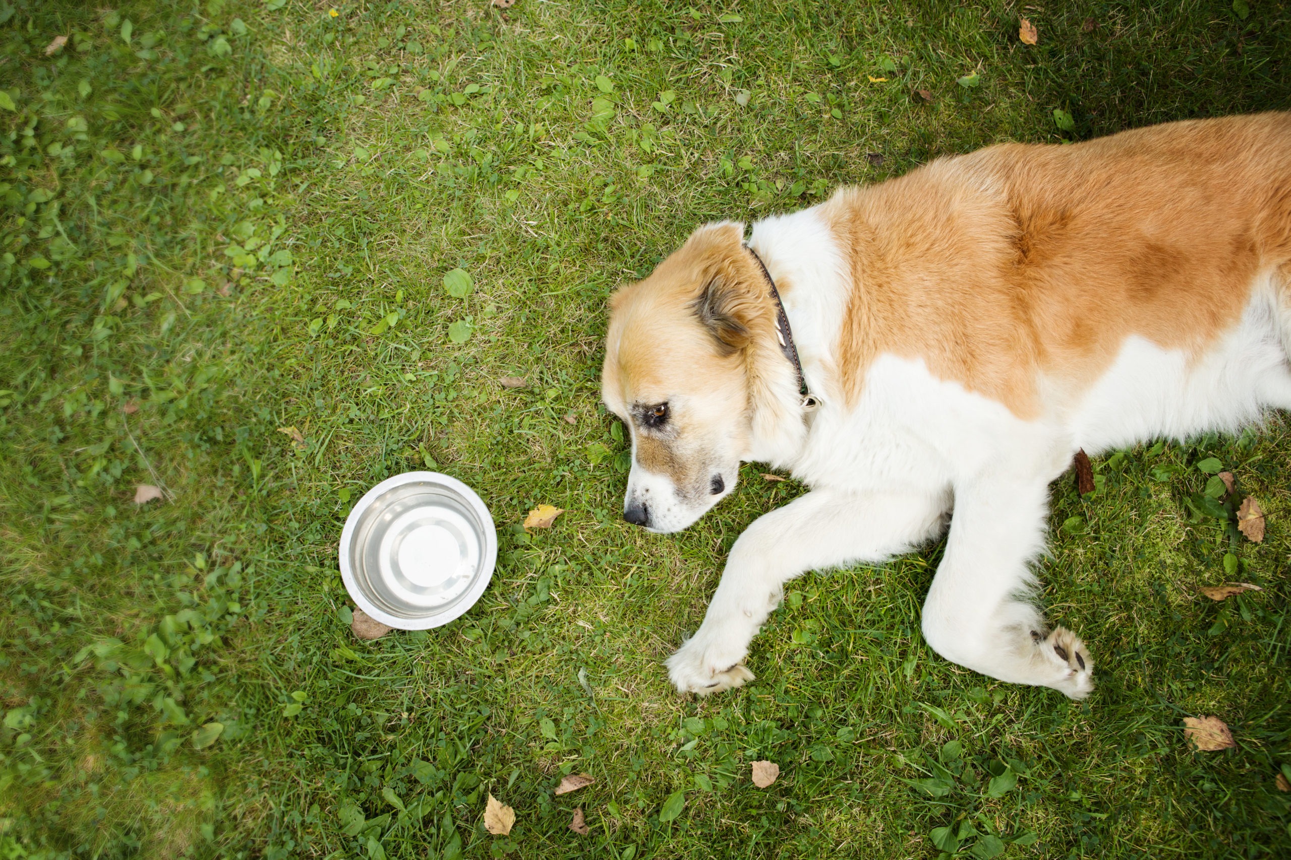 Come gestire la disidratazione nel cane?