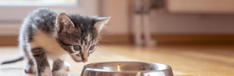 miglior cibo umido per gattini