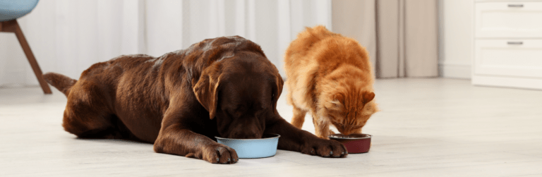 I vantaggi del Mix feeding per cani e gatti