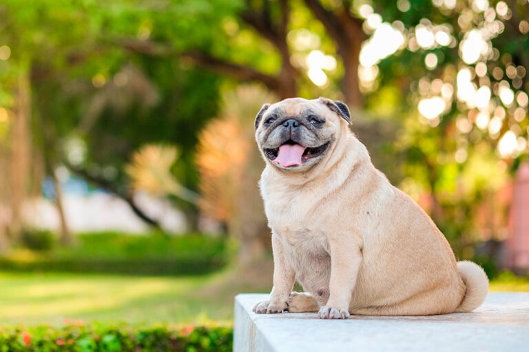 Cane in sovrappeso: tutto quello che c'è da sapere