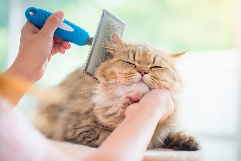 Consigli come scegliere la spazzola giusta per il tuo pet