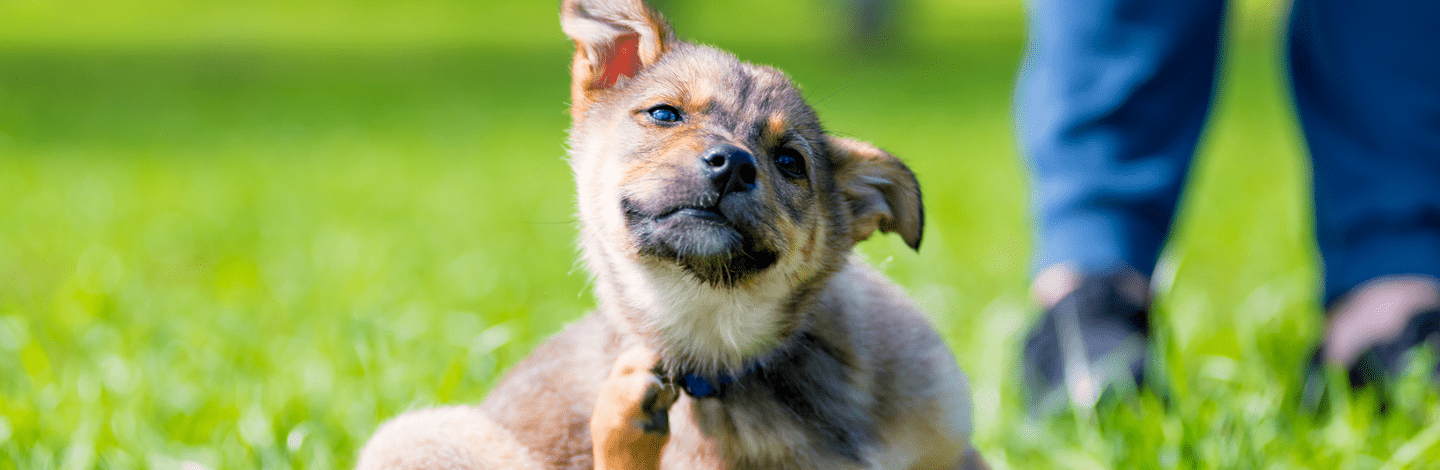Cane con prurito causato da dermatite copertina articolo blog Arcaplanet su dermatite cane