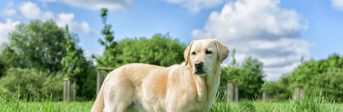 Cane Labrador Retriever guida completa su carattere, cura e alimentazione della razza