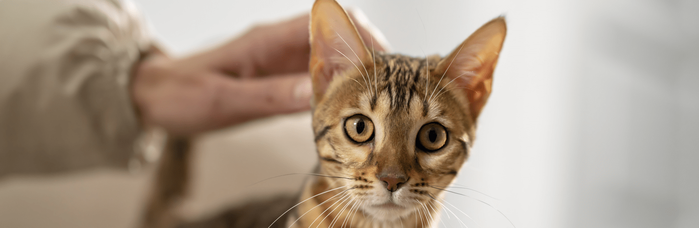pulizia delle orecchie del gatto