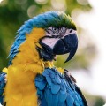 Uccelli roditori rettili altri animali articoli blog Arcaplanet