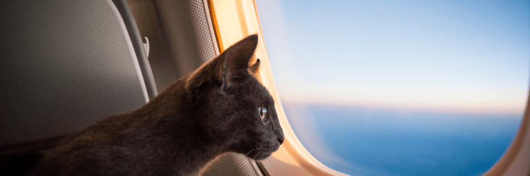 come viaggiare con il gatto in aereo