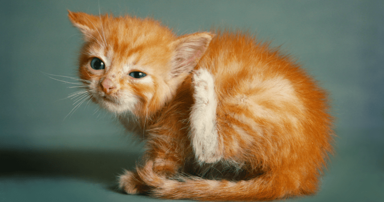 Antiparassitari per gattini: quali scegliere