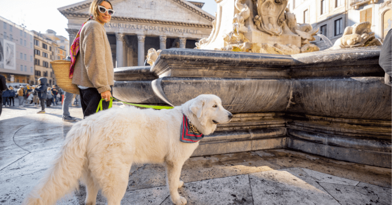 attività e strutture pet friendly a Roma