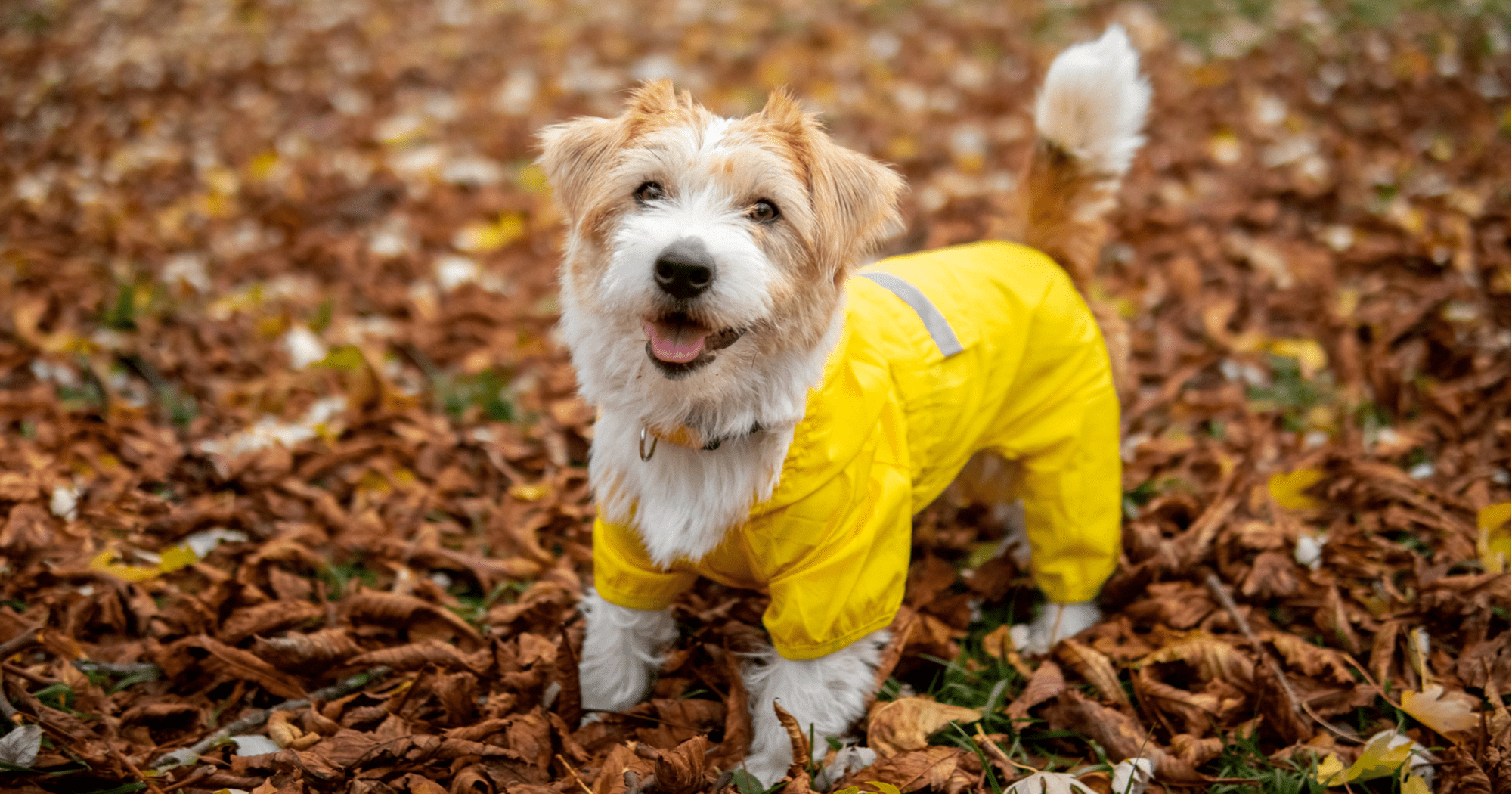 come proteggere il cane dalla pioggia